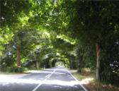 Deutsche Alleenstrasse auf der Insel Rgen